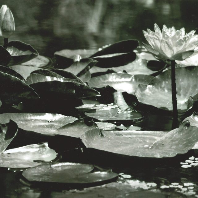 The Lonely Flower
