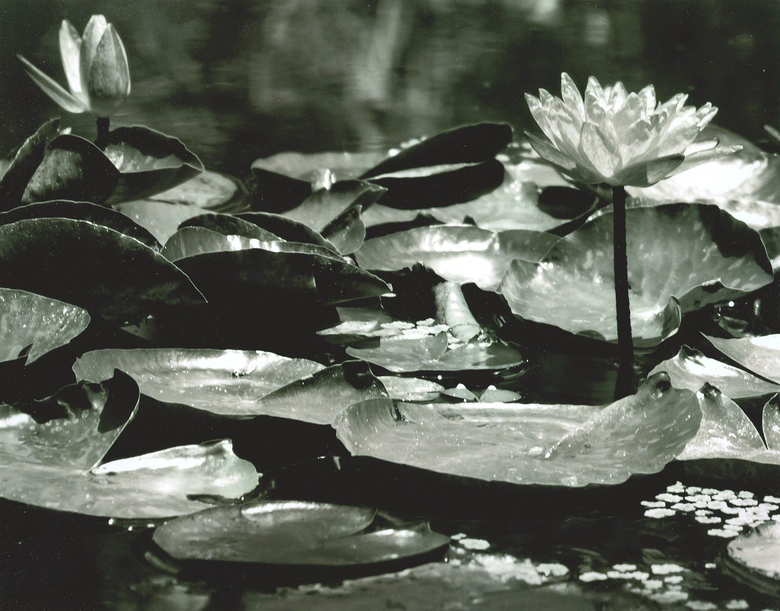 The Lonely Flower