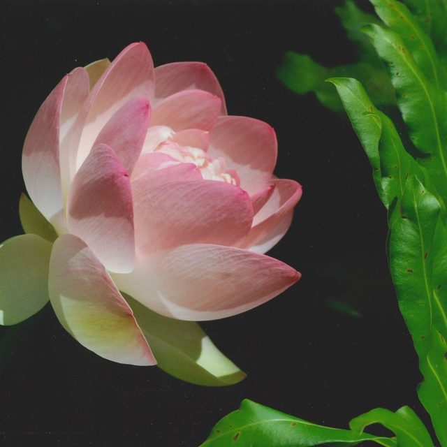 Pretty In Pink