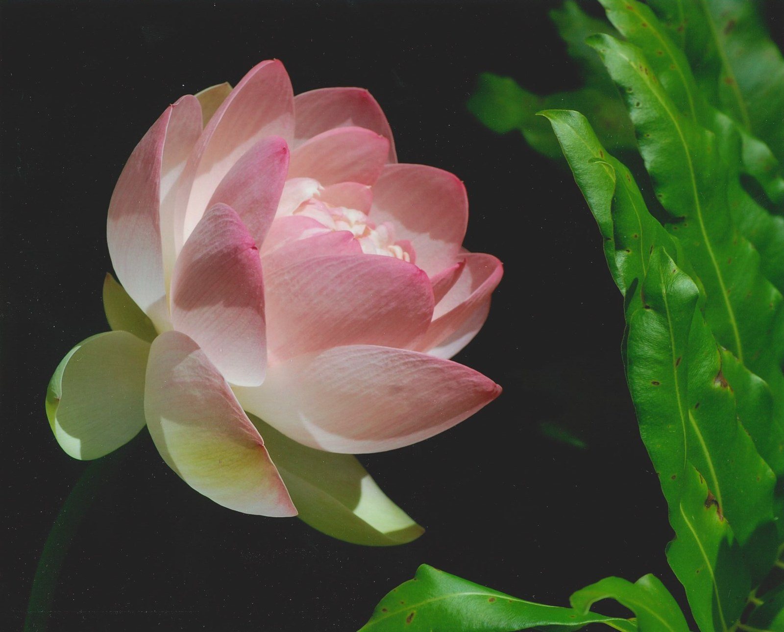 Pretty In Pink