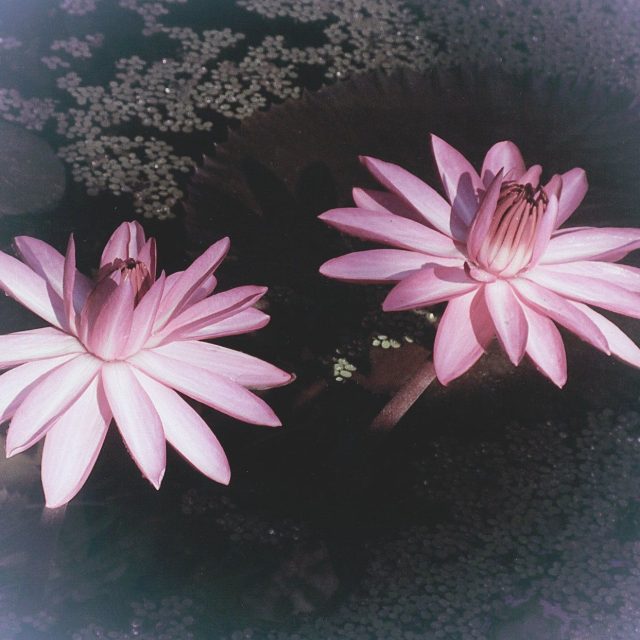 Pink Ladies
