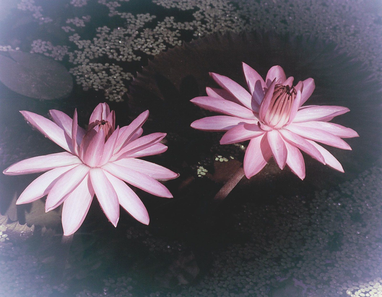 Pink Ladies