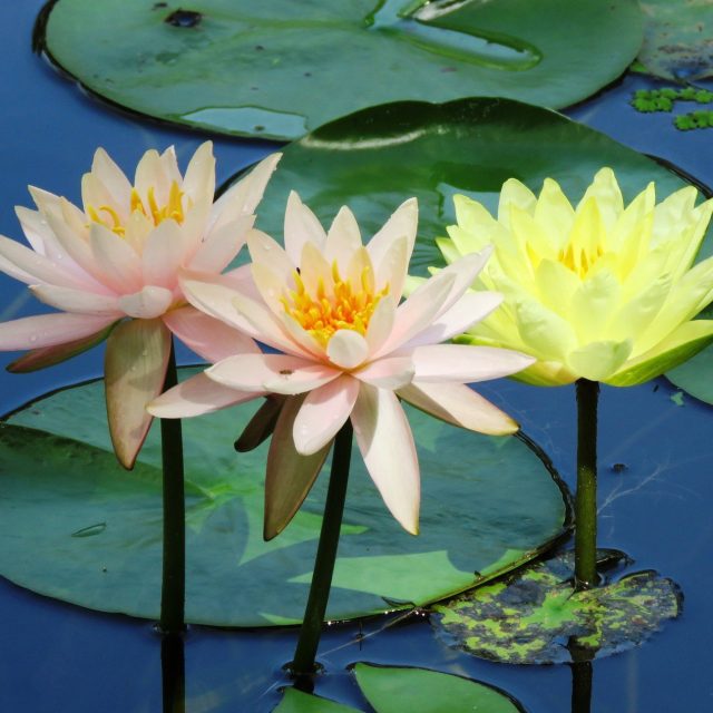 Mixed Lilies
