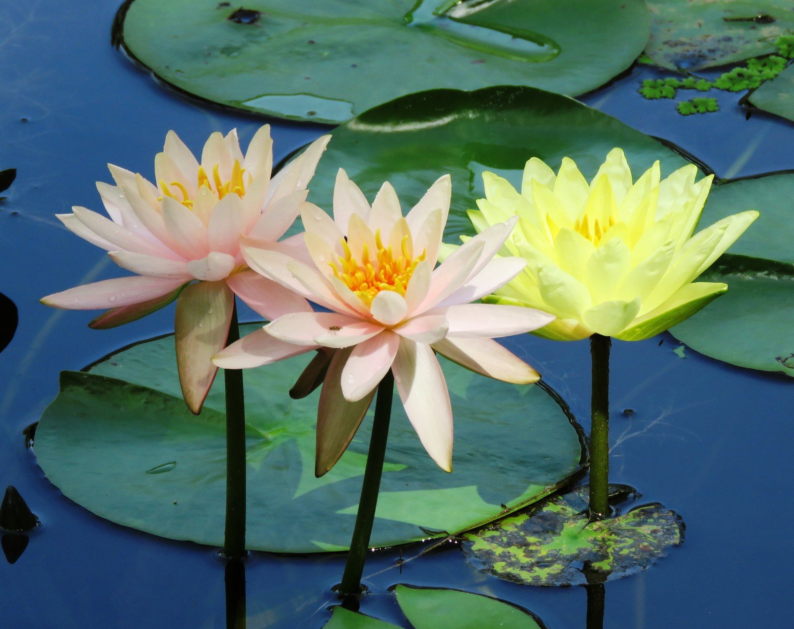 Mixed Lilies