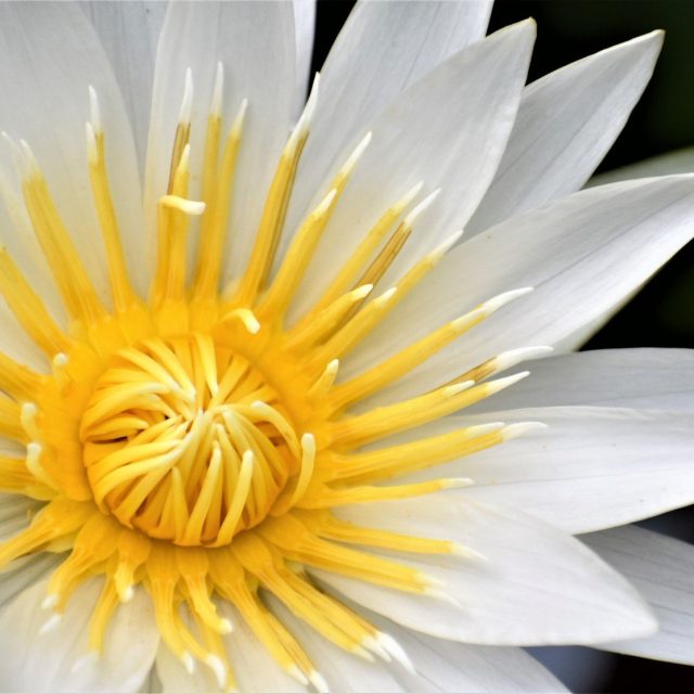 Purity