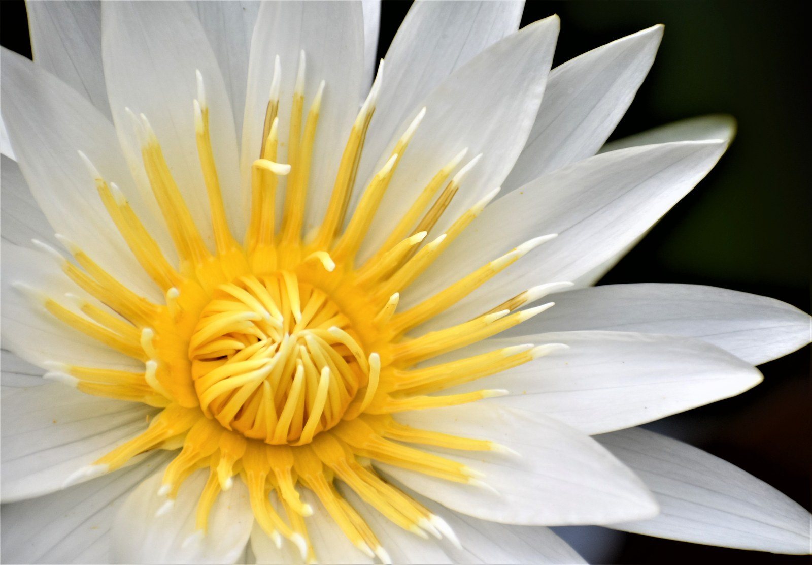 Purity