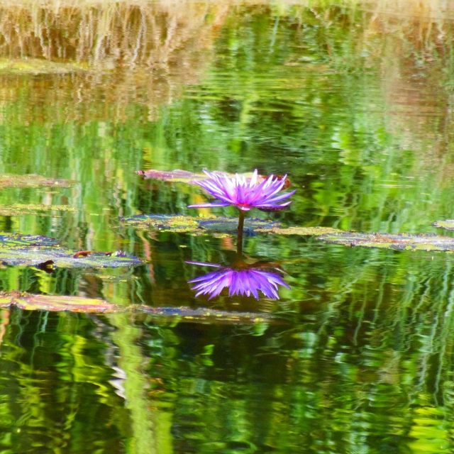 Reflections Of Life.