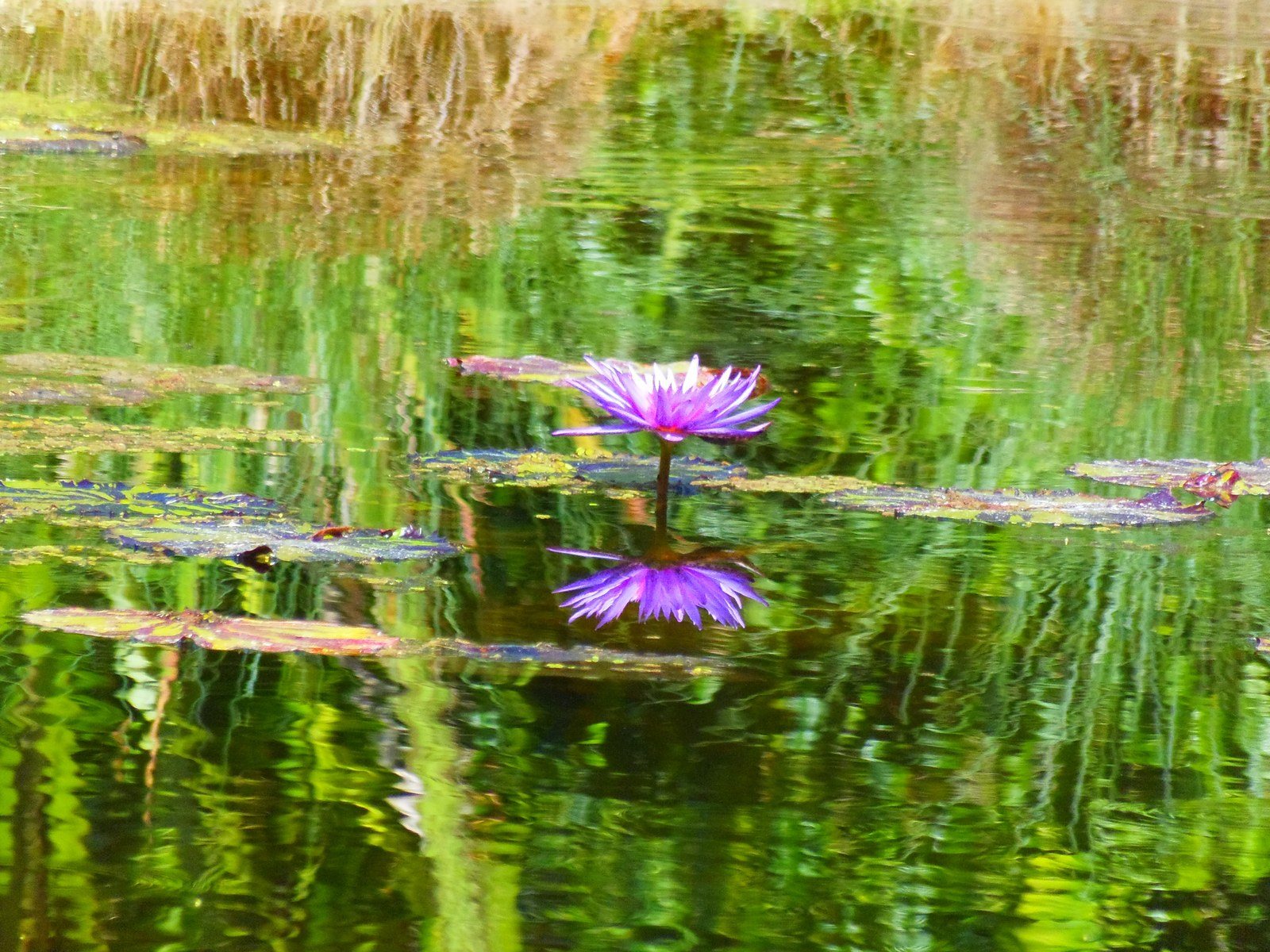 Reflections Of Life.