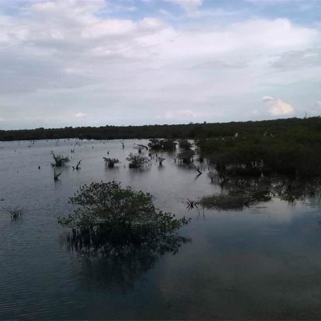 Pelican Island Wildlife
