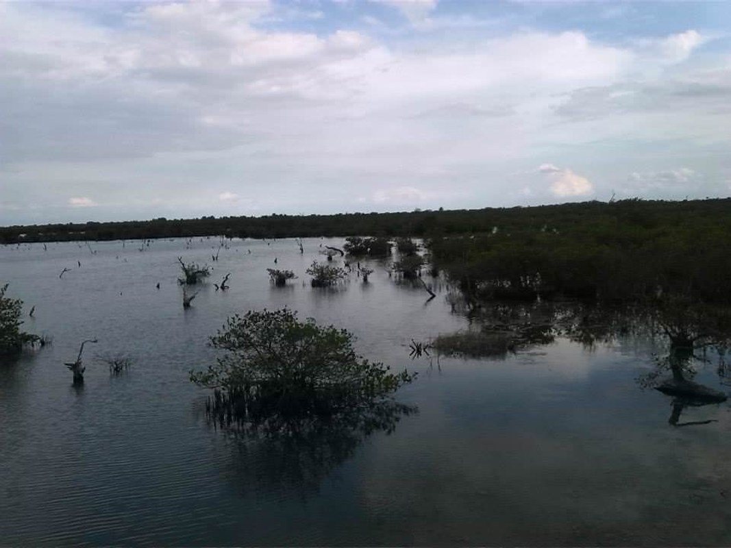 Pelican Island Wildlife