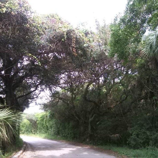 Mysterious Jungle Trail