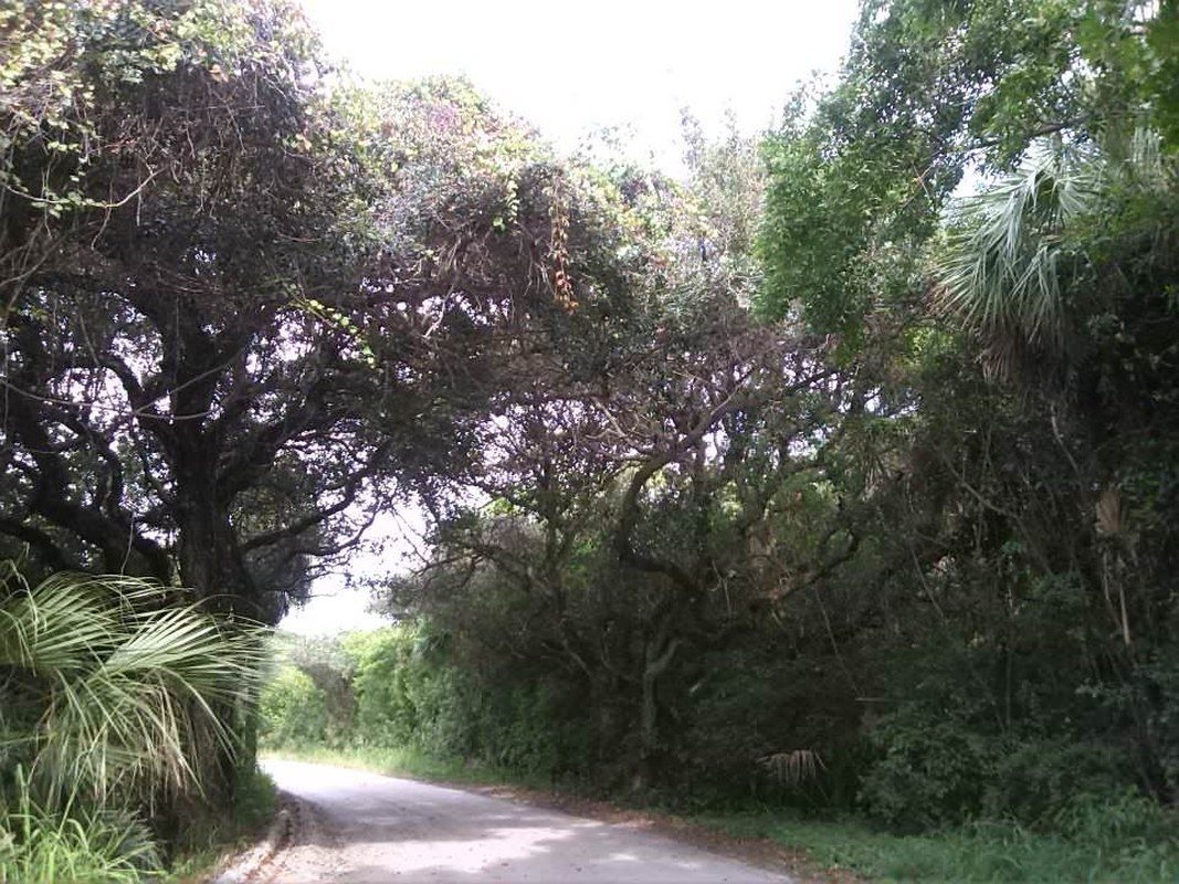 Mysterious Jungle Trail