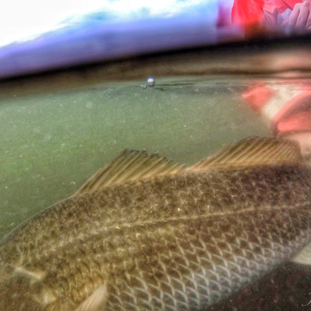 Releasing A Bull!