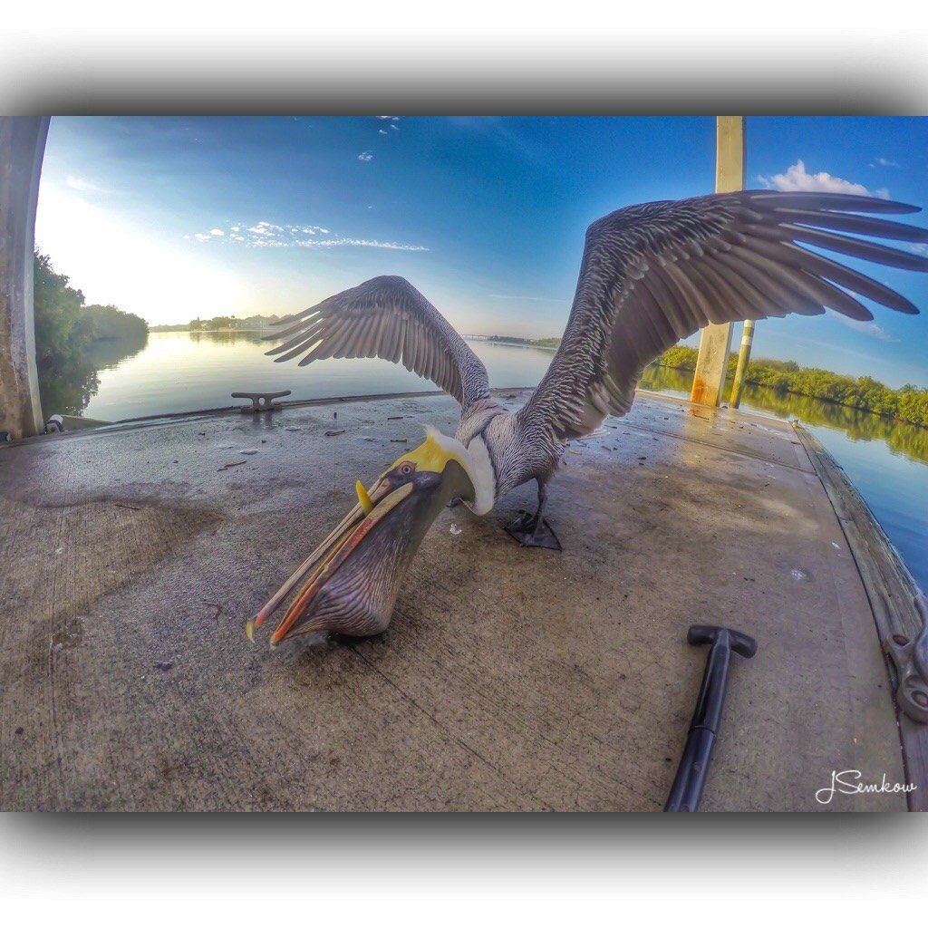 Feeding The Pelican For Breakfast