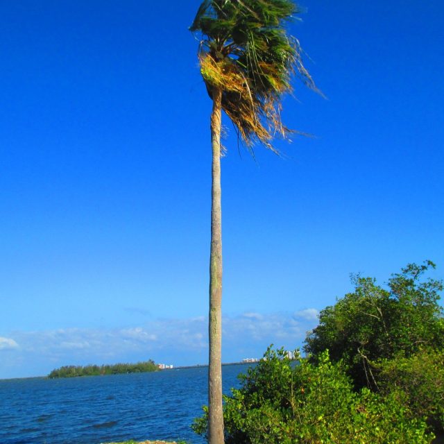 Palm By The Sea