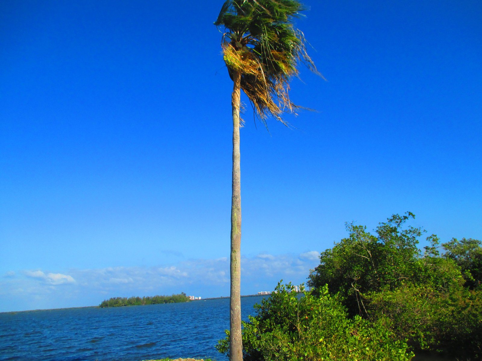 Palm By The Sea