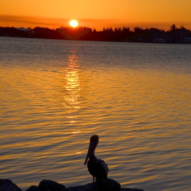 Pelican And The Sunset