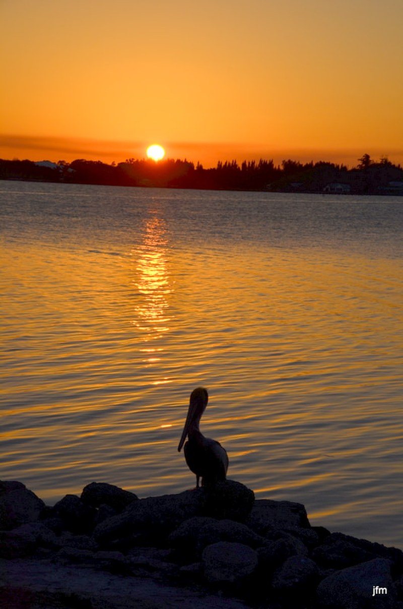 Pelican And The Sunset