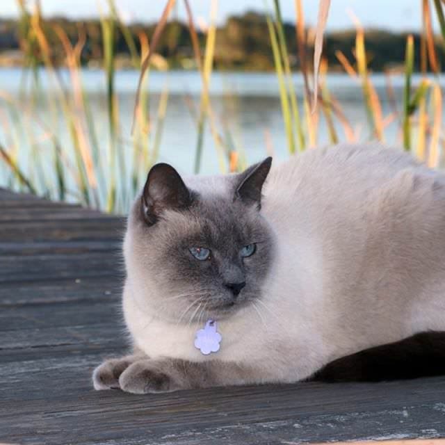 Water Cat