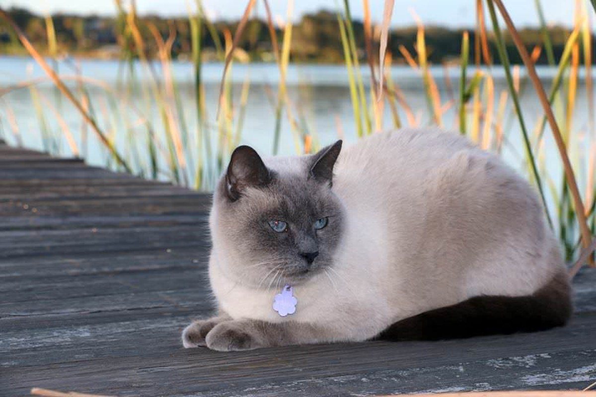 Water Cat