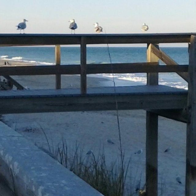 Seagulls At Boardwalk