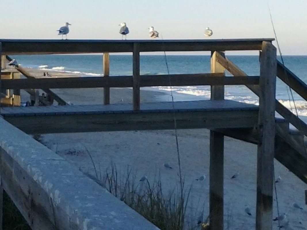 Seagulls At Boardwalk