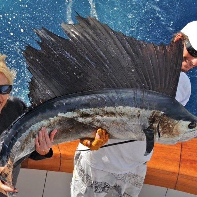 My Sailfish! (Sailfish Released Just North Of Jupiter Inlet)