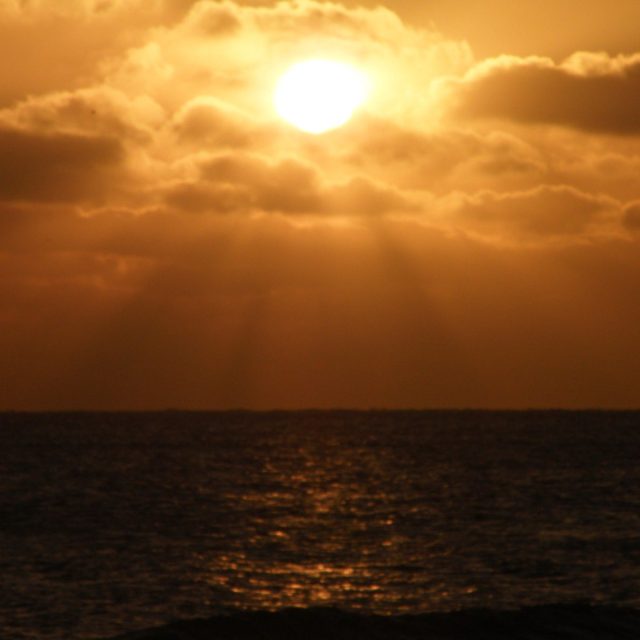 Majestic Rays In Indian River County