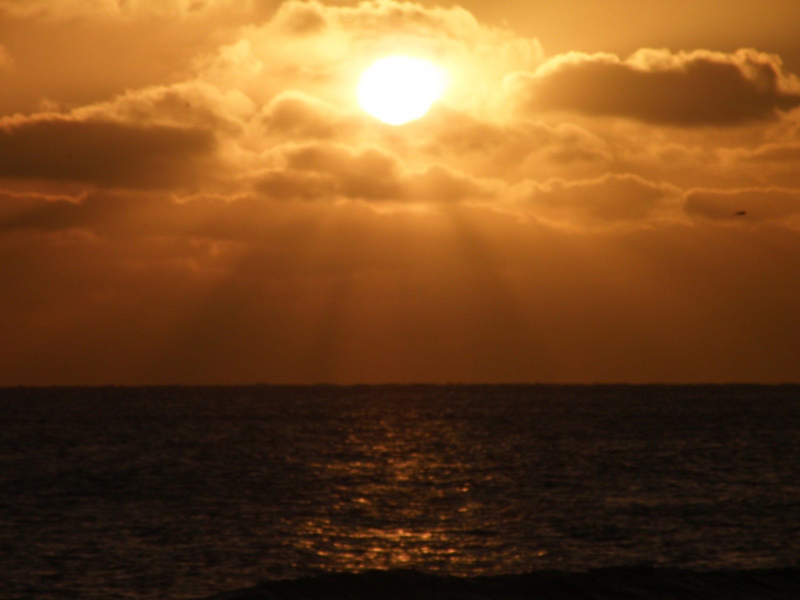 Majestic Rays In Indian River County