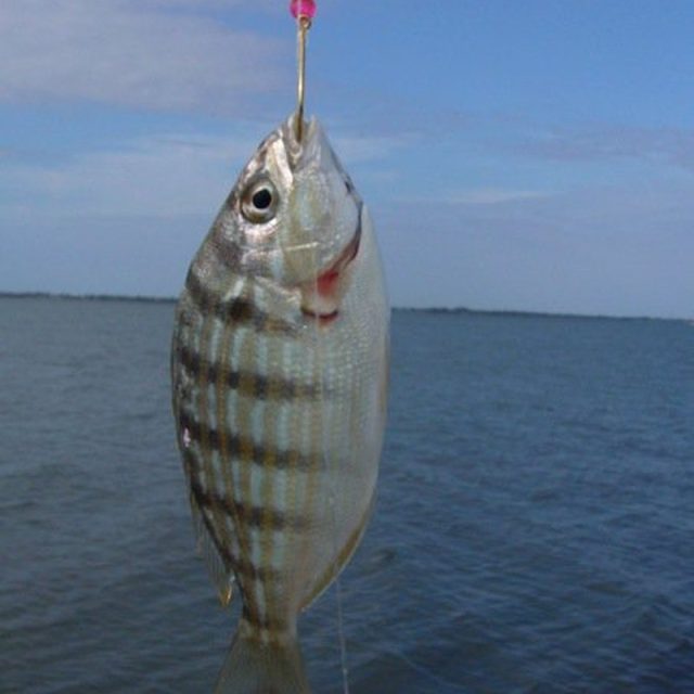 Surf N Stripes