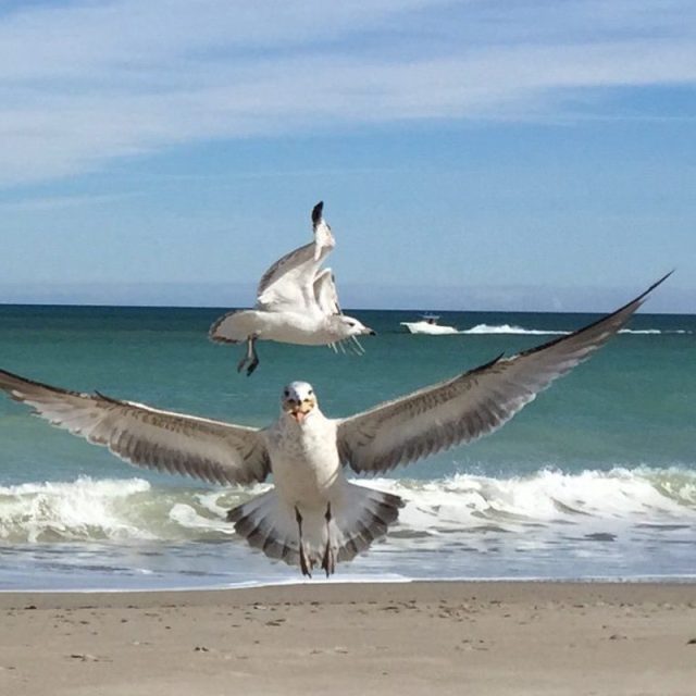 Double Photo Bomb