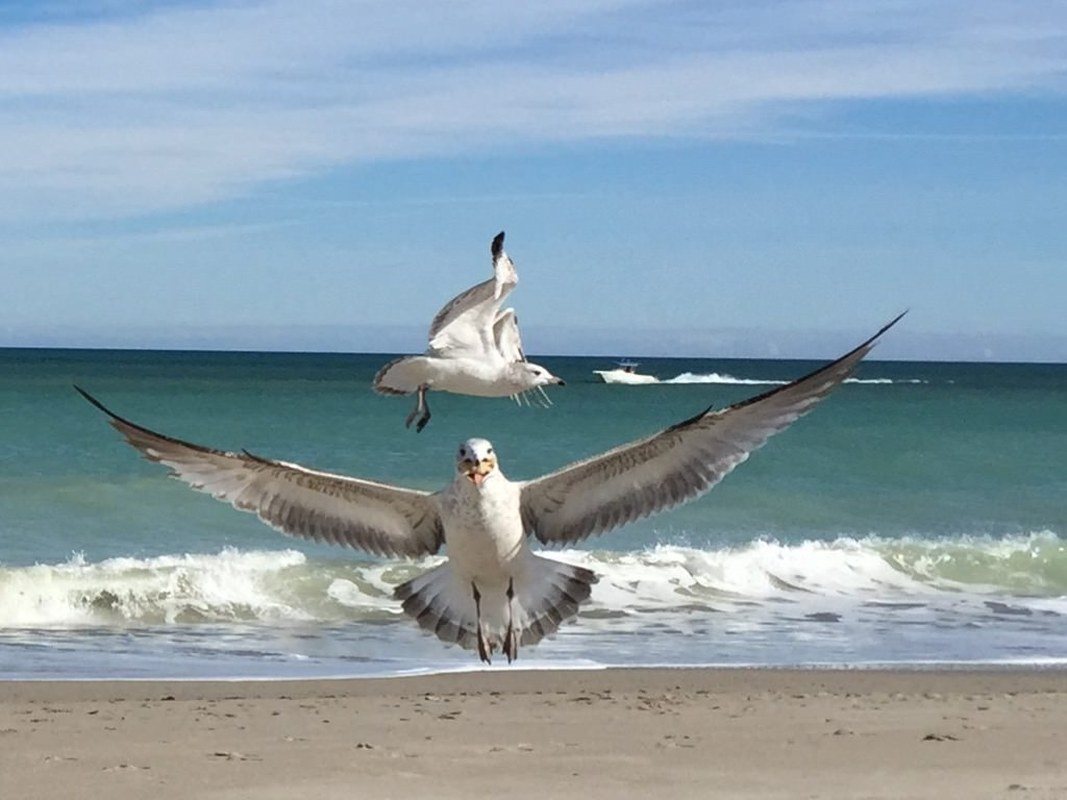 Double Photo Bomb