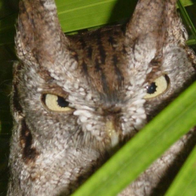 WHO