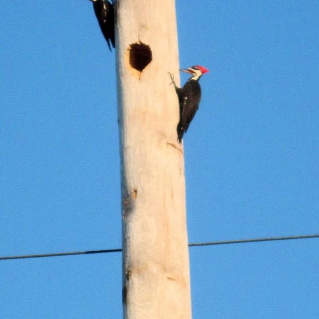 Jungle Trail Pileated Woodpecker Condo