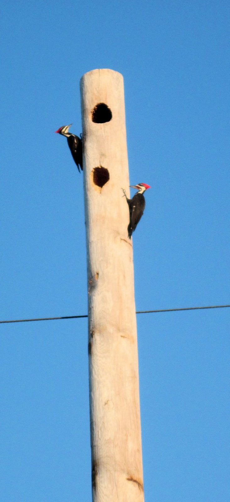 Jungle Trail Pileated Woodpecker Condo