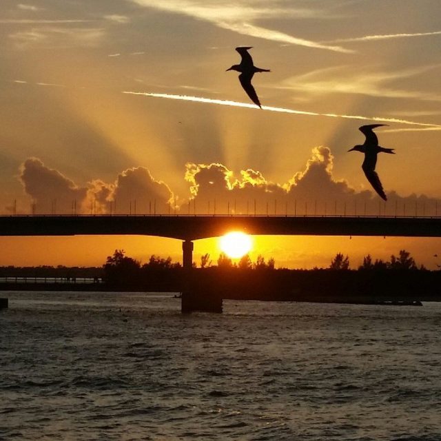 Gliding On Sunset