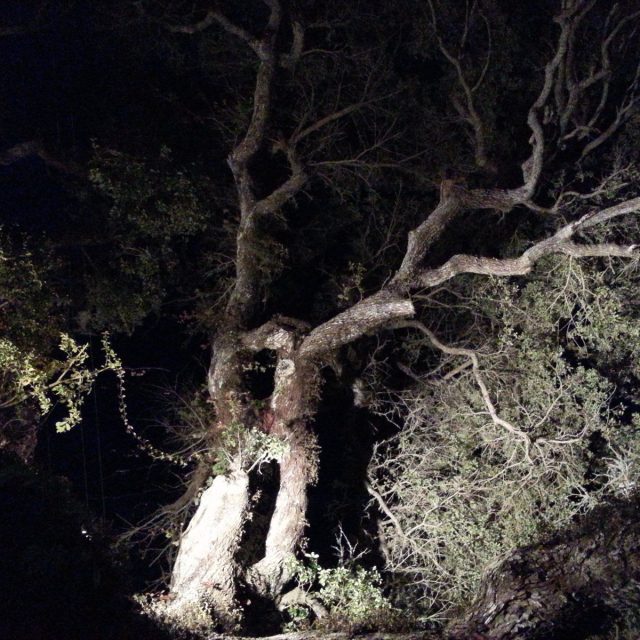 Live Oak Ghosts