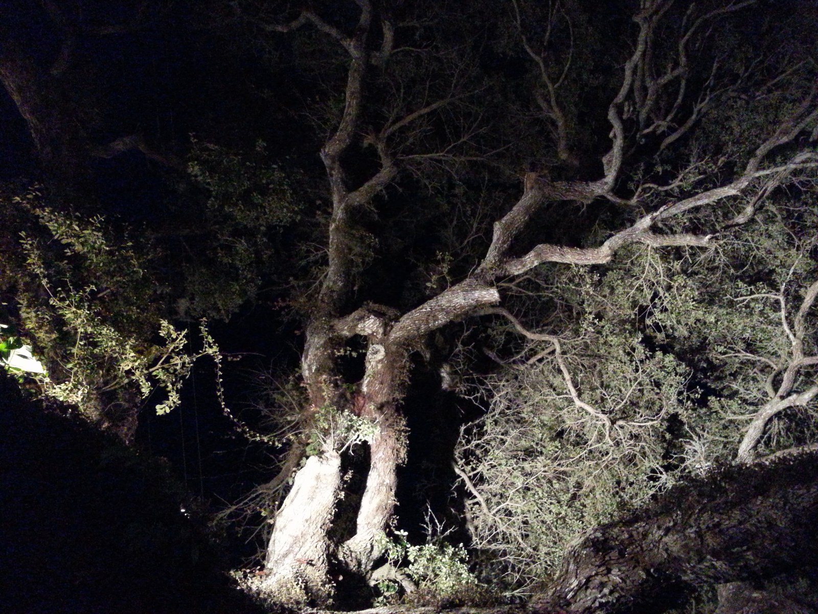 Live Oak Ghosts
