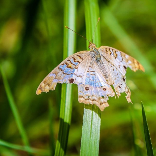 Wings