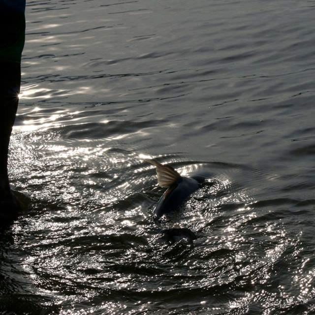 Ultimate Fish Walking