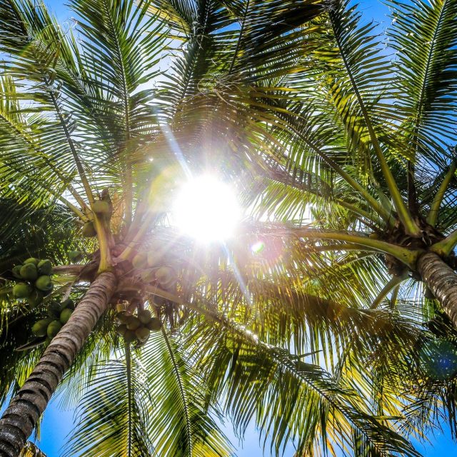 Coconuts