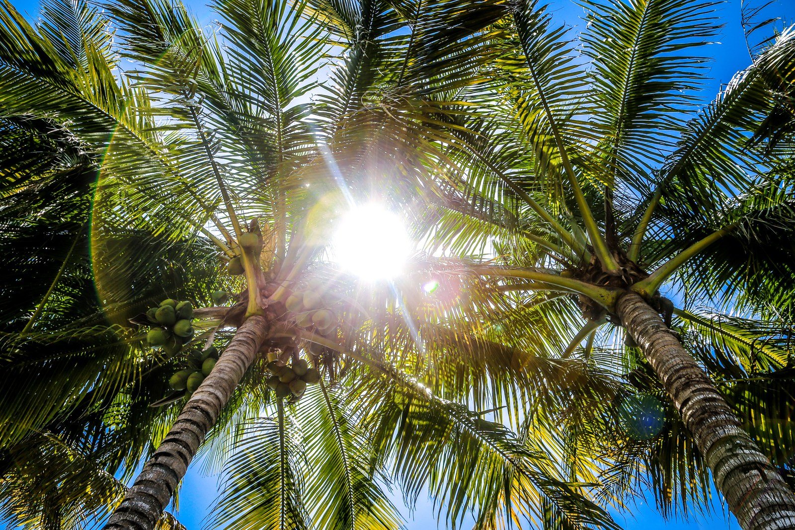 Coconuts