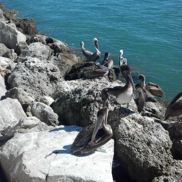 Sebastain Inlet Jetties