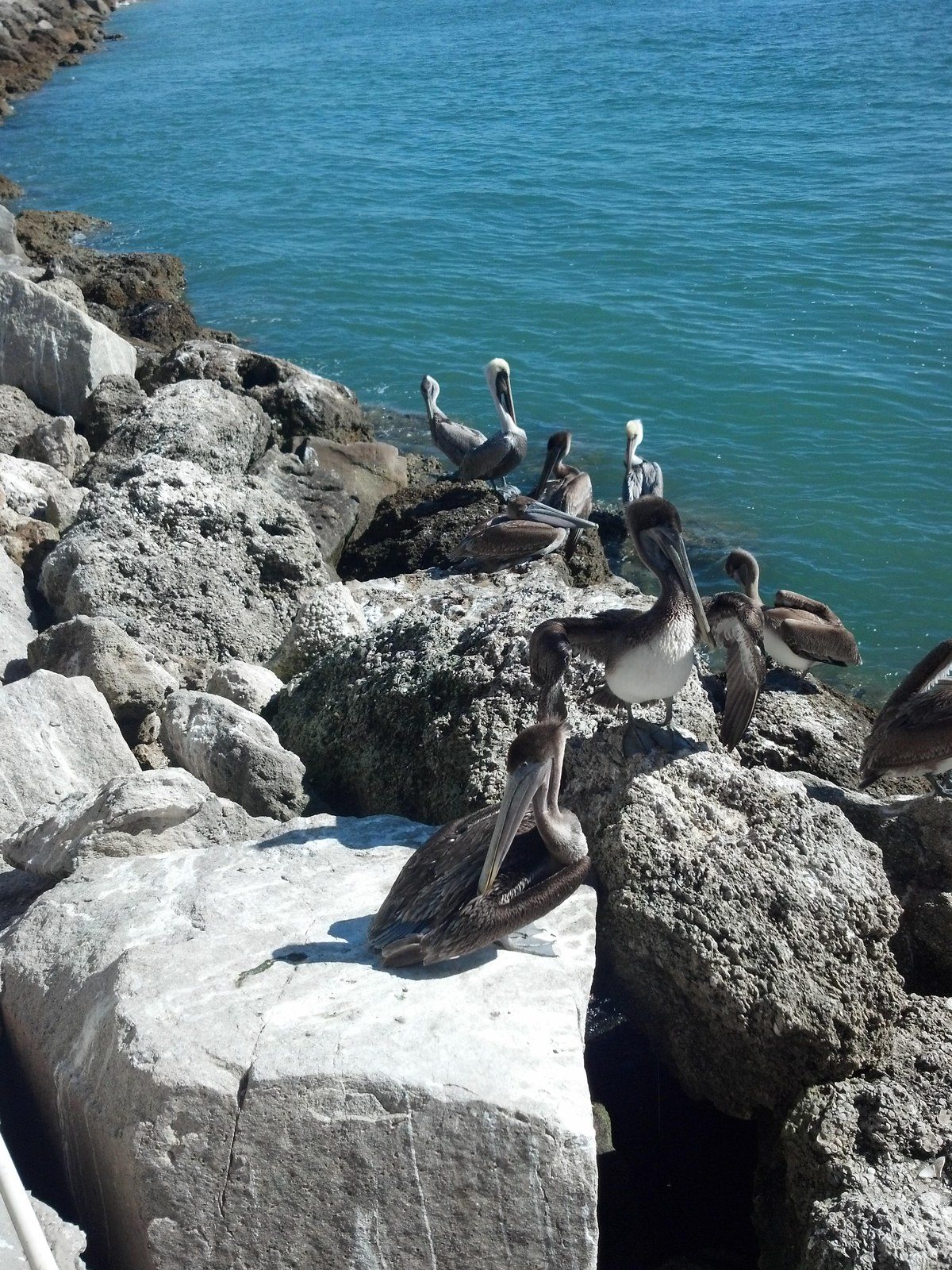 Sebastain Inlet Jetties