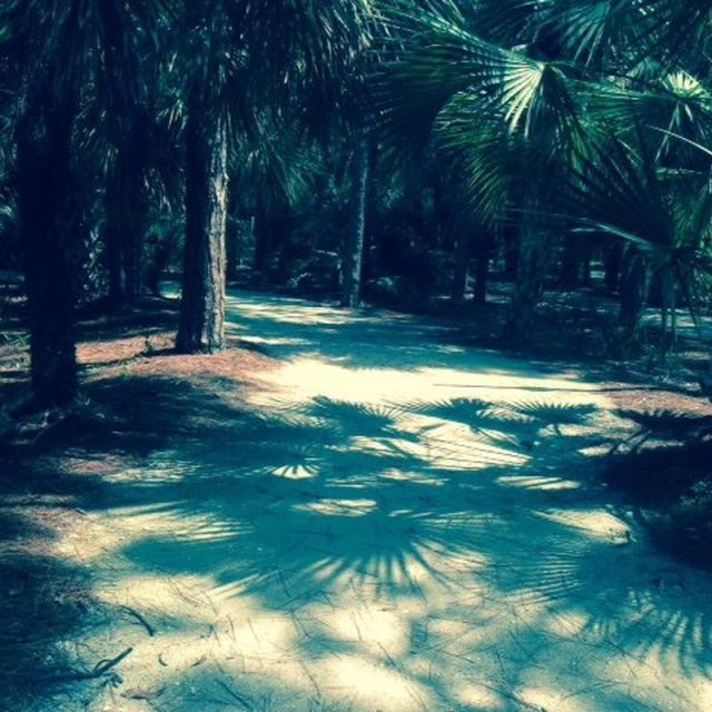 Shadows On Walking Trail Charles Park