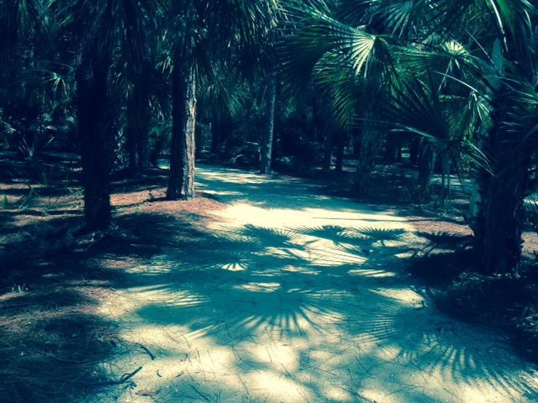 Shadows On Walking Trail Charles Park