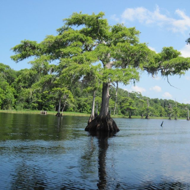 I.R. BLUE CYPRESS