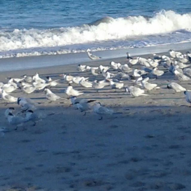 Seagulls At Vero Beach