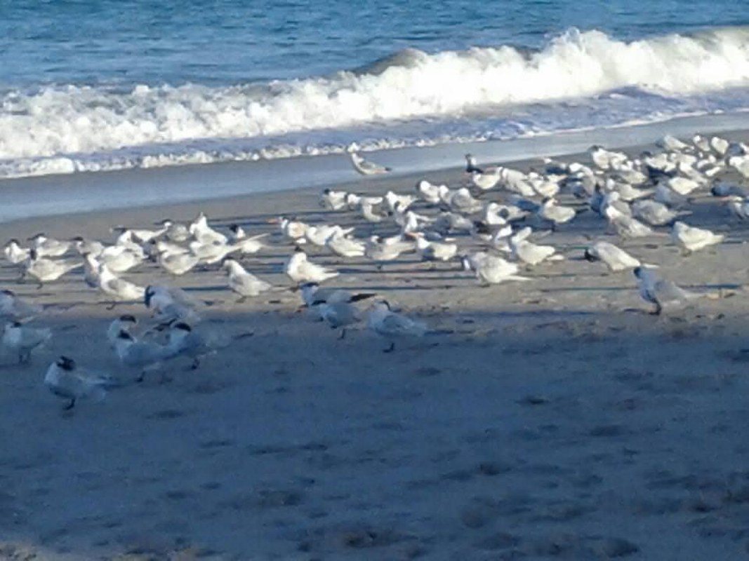 Seagulls At Vero Beach