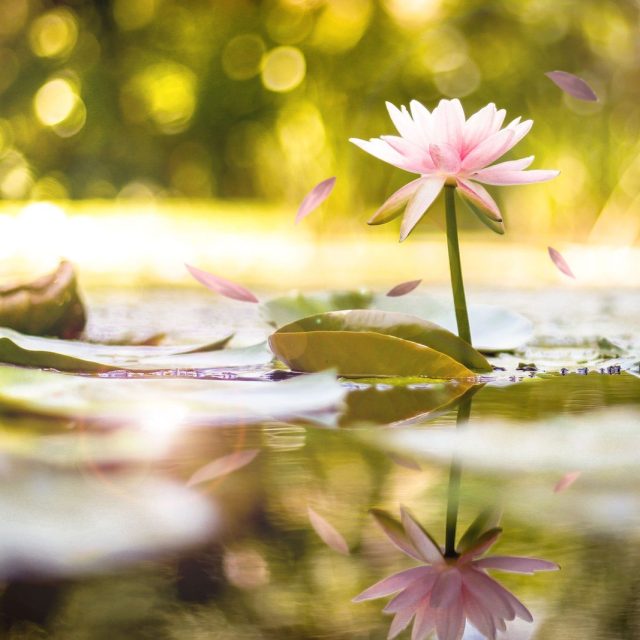 Bloom 2